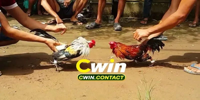 Đá Gà Cwin 1 Tổng Quan Về Đá Gà Cwin