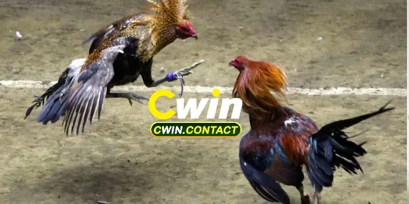 Đá Gà Cwin 3 Cách Tham Gia Cá Cược Tại Đá Gà Cwin