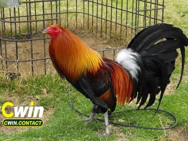 Kinh nghiệm giúp bạn chiến thắng trong đá gà Asil