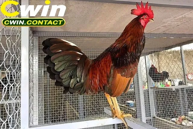 Kinh nghiệm cá cược đá gà cựa sắt hiệu quả