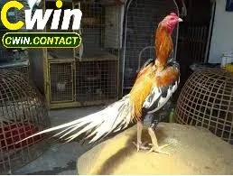 Đá Gà Shamo Khám Phá Giống Chiến Kê Huyền Thoại Trong Làng Gà Chọi 2 Tính cách và kỹ năng chiến đấu của Shamo