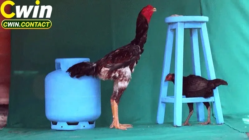 Đá Gà Thomo – Sân Chơi Đỉnh Cao Cho Giới Đam Mê Gà Chọi 2 Vì Sao Đá Gà Thomo Được Giới Chơi Gà Việt Ưa Chuộng?
