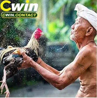 Đá Gà Thomo – Sân Chơi Đỉnh Cao Cho Giới Đam Mê Gà Chọi 3 Những Lưu Ý Khi Tham Gia Đá Gà Thomo